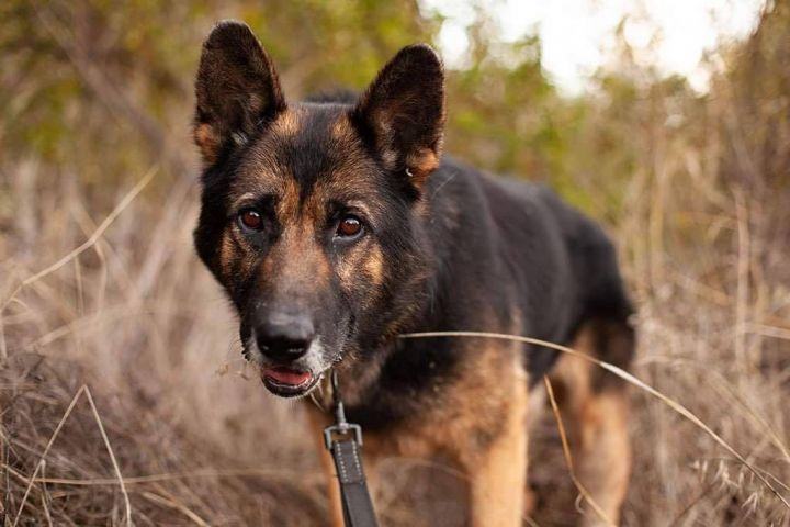 Scout , a Adopted German Shepherd Dog in Concord, CA image 4/6