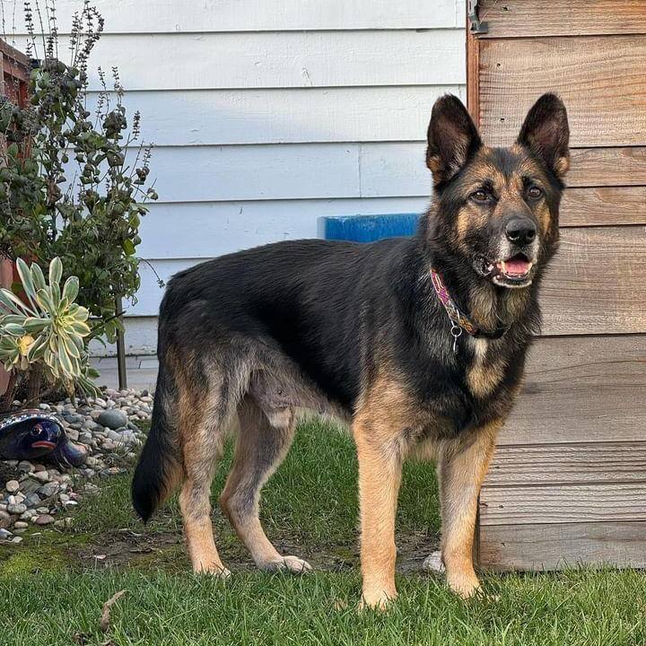 Scout , a Adopted German Shepherd Dog in Concord, CA image 5/6