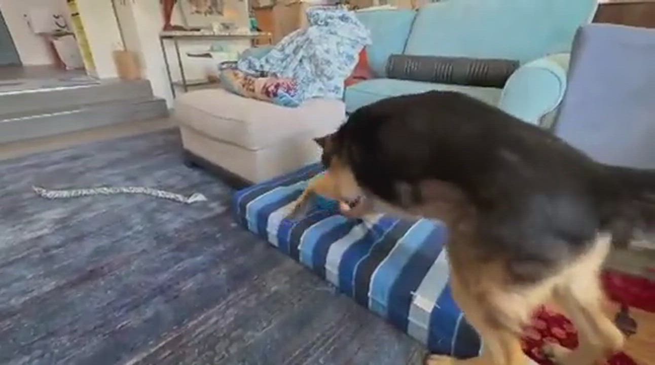 Enlarge Scout , a Adopted German Shepherd Dog in Concord, CA video 6/6