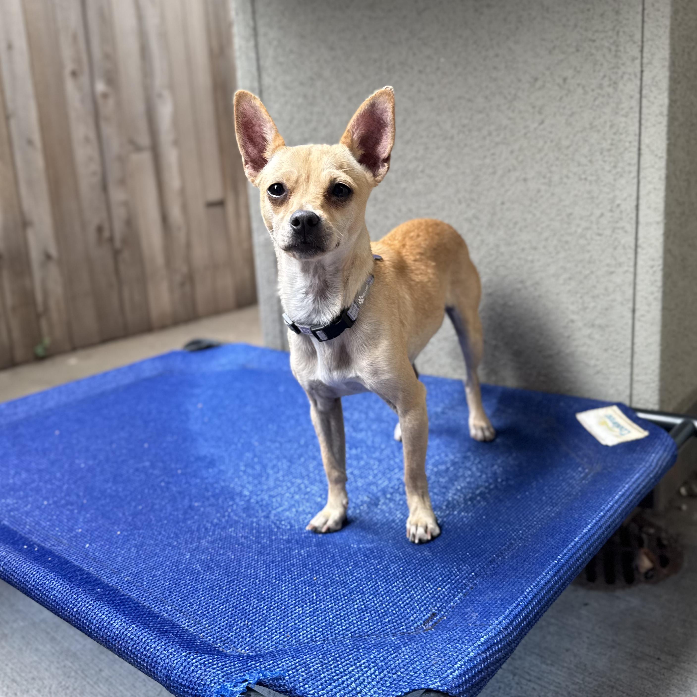 Enlarge Zoe, a ADOPTABLE mixed breed in Fort Collins, CO image 2/6