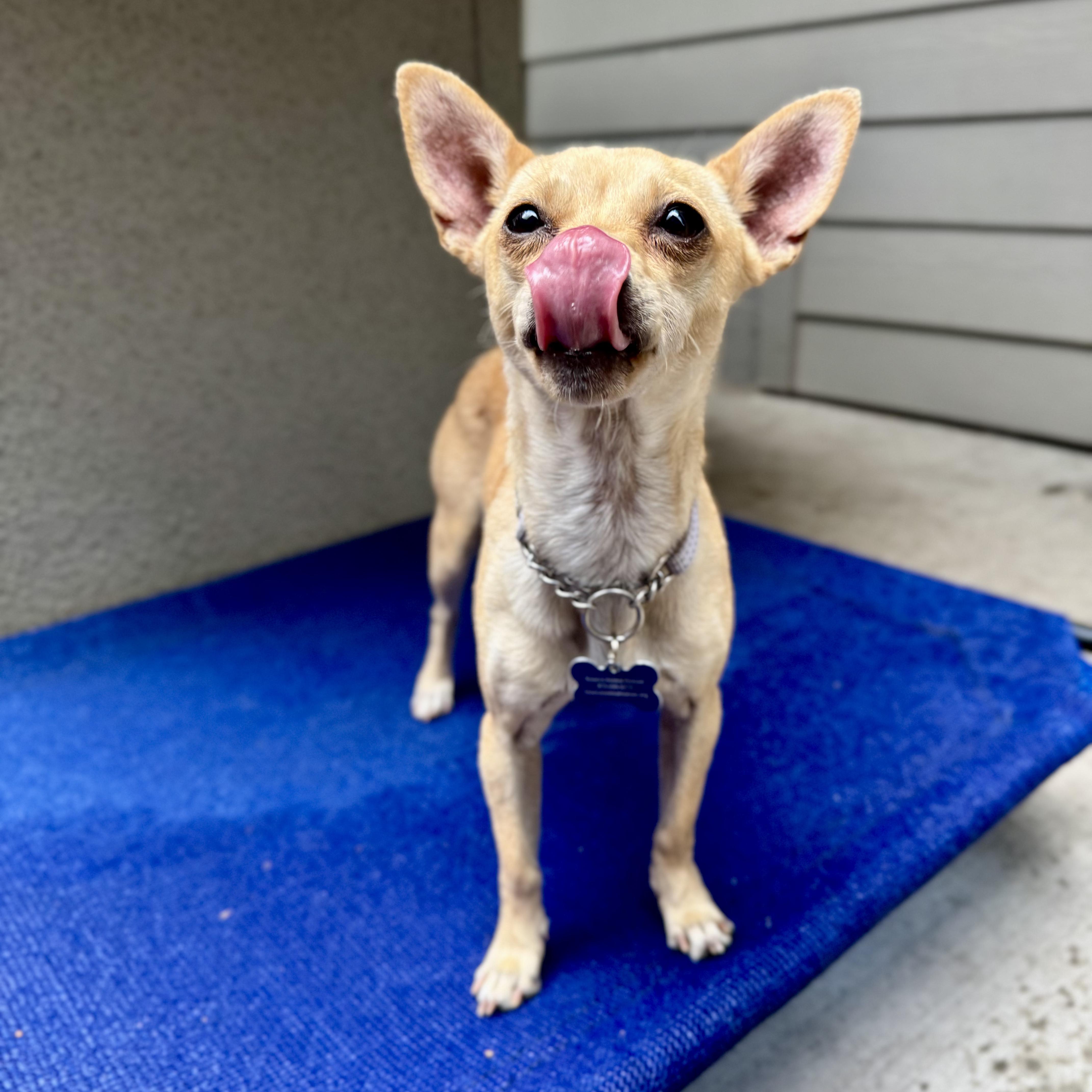 Enlarge Zoe, a ADOPTABLE mixed breed in Fort Collins, CO image 3/6