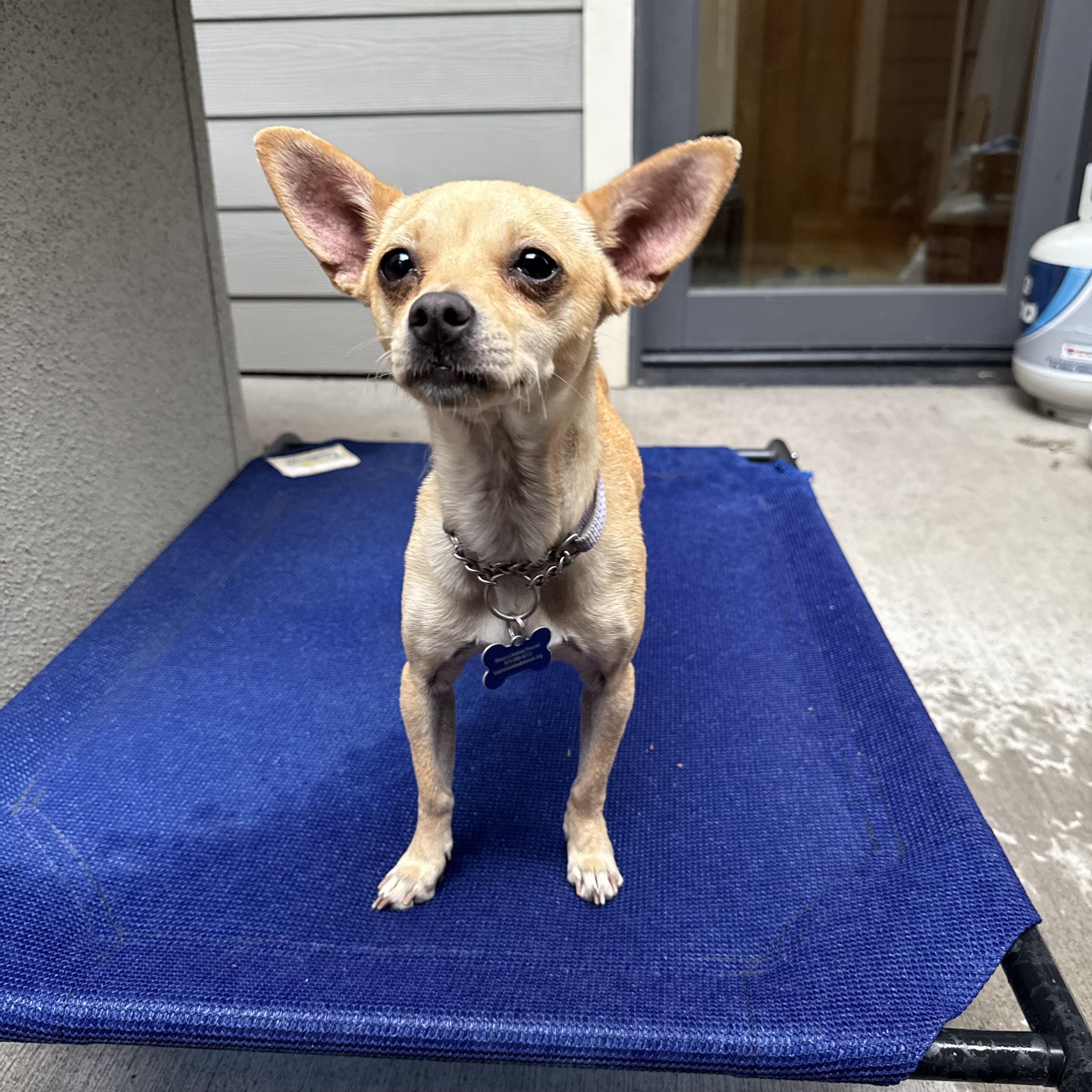 Zoe, ADOPTABLE, Adult Female Chihuahua.