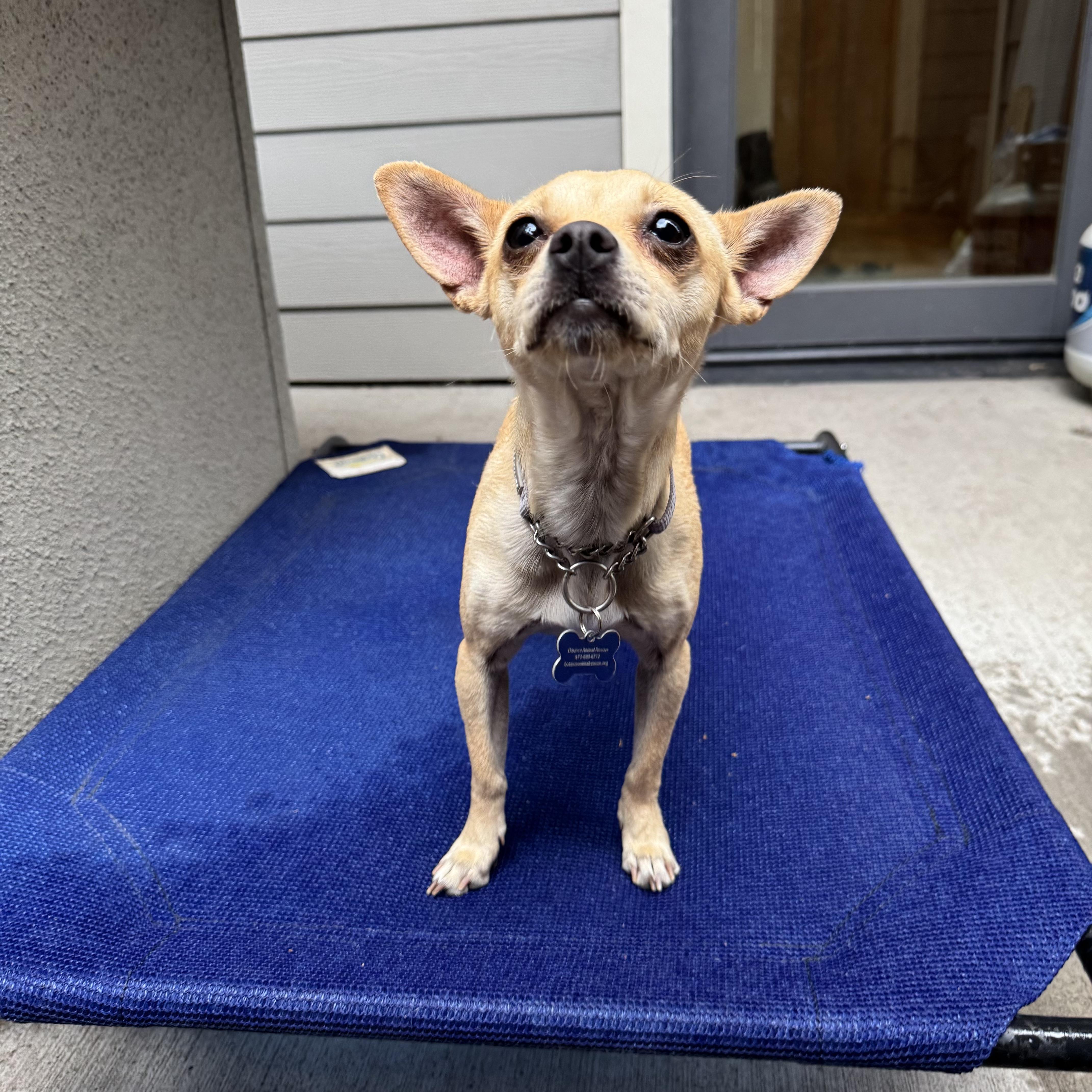 Enlarge Zoe, a ADOPTABLE mixed breed in Fort Collins, CO image 5/6