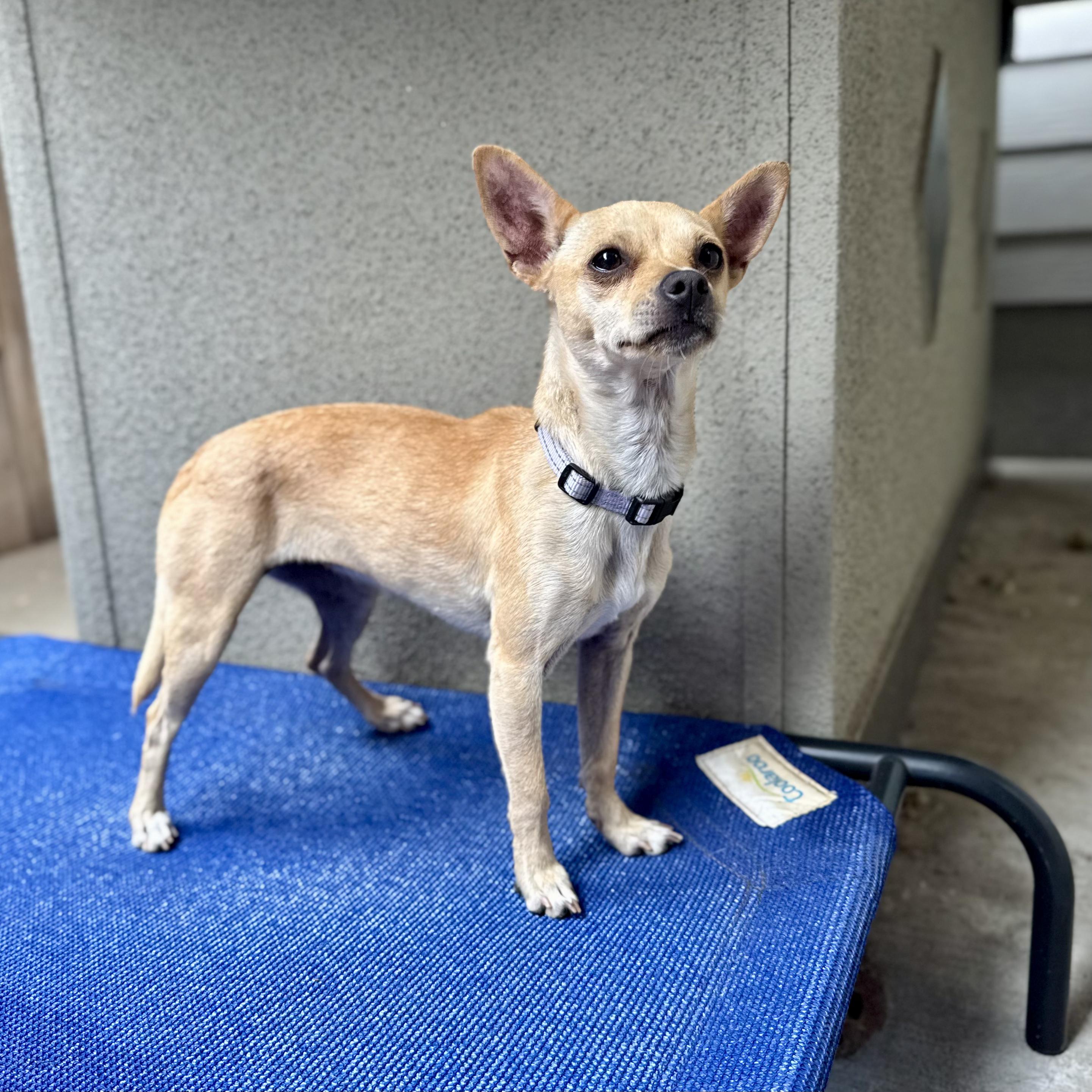 Enlarge Zoe, a ADOPTABLE mixed breed in Fort Collins, CO image 4/6