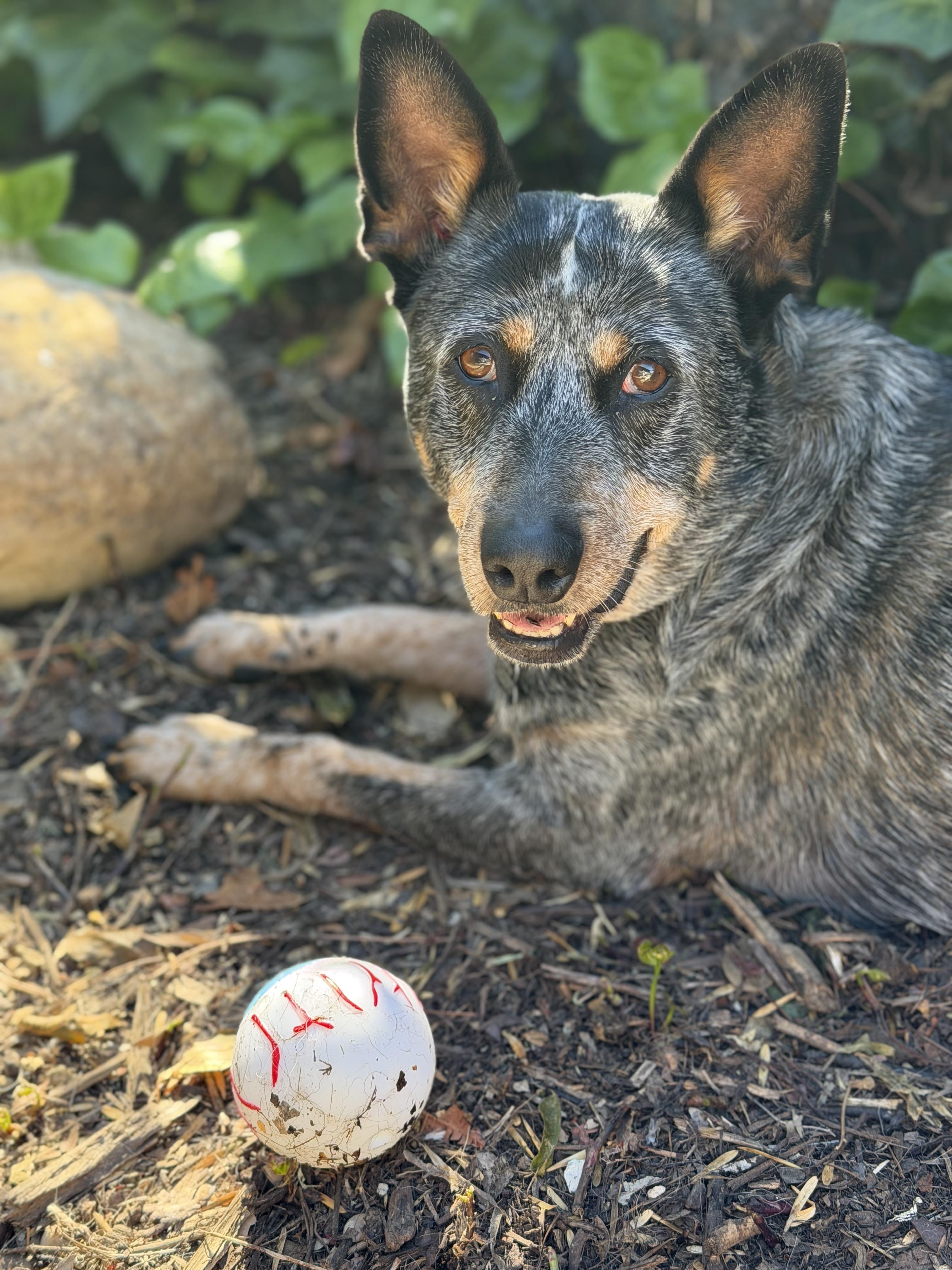 Honey, ADOPTABLE, Adult Female Australian Cattle Dog / Blue Heeler.