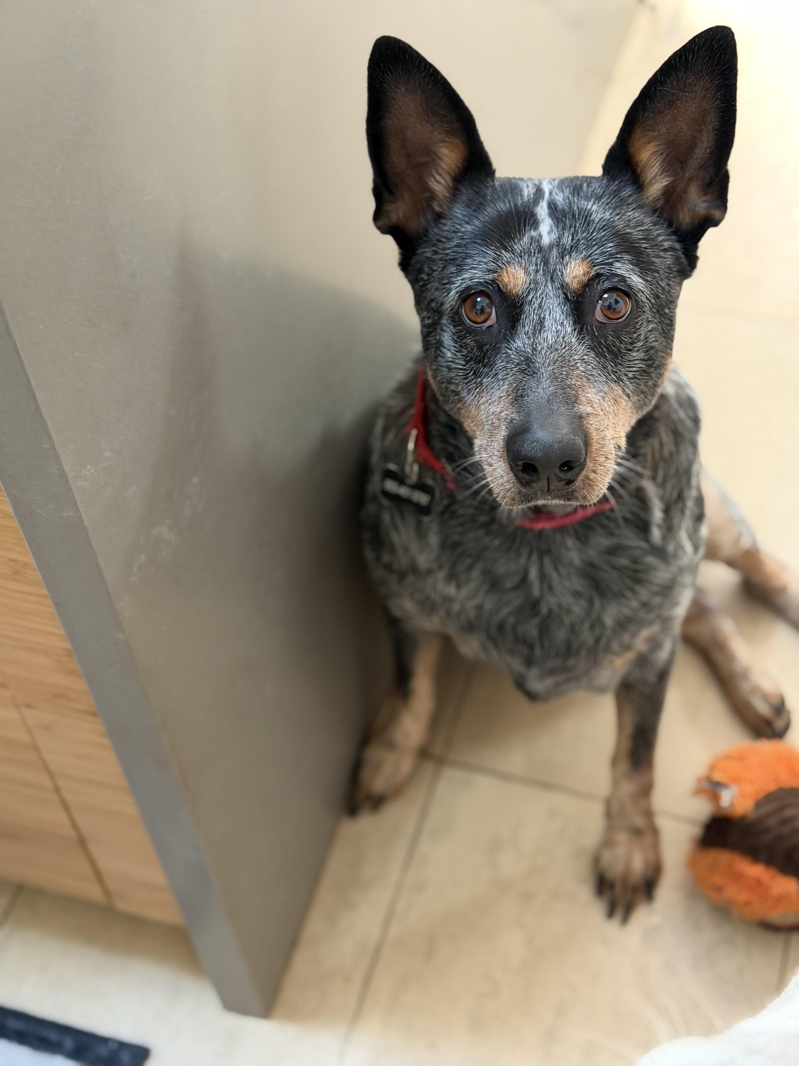 Enlarge Honey, a ADOPTABLE Australian Cattle Dog / Blue Heeler in Goleta, CA image 2/3