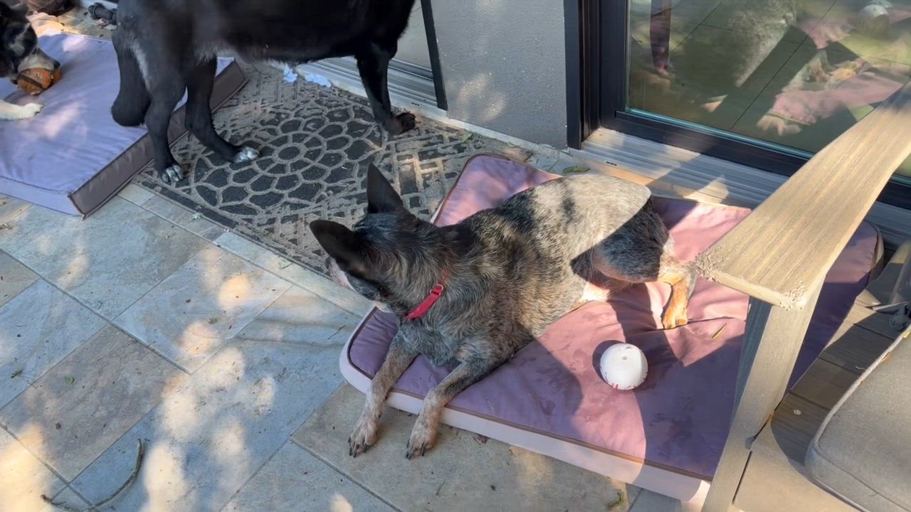 Enlarge Honey, a ADOPTABLE Australian Cattle Dog / Blue Heeler in Goleta, CA video 3/3