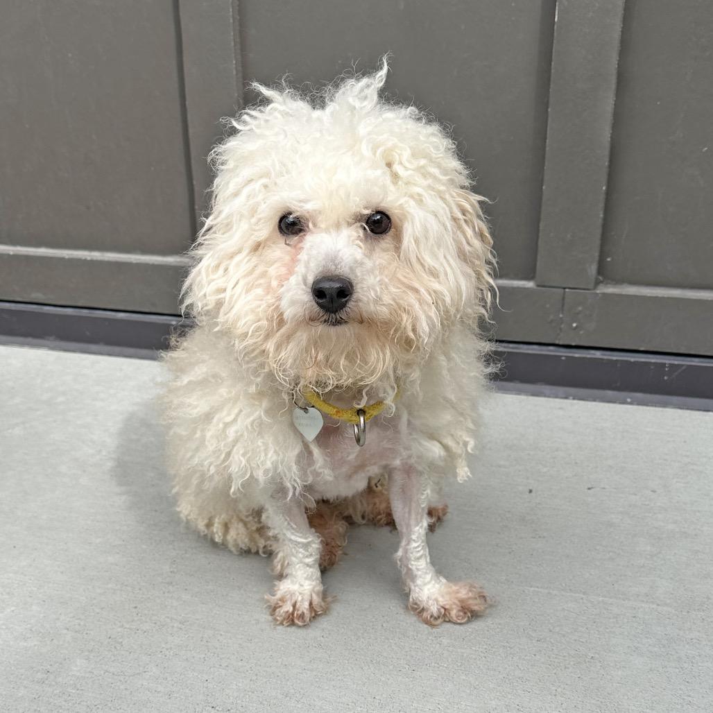 Marshmallow, Adoptable, Adult Male Mixed Breed.
