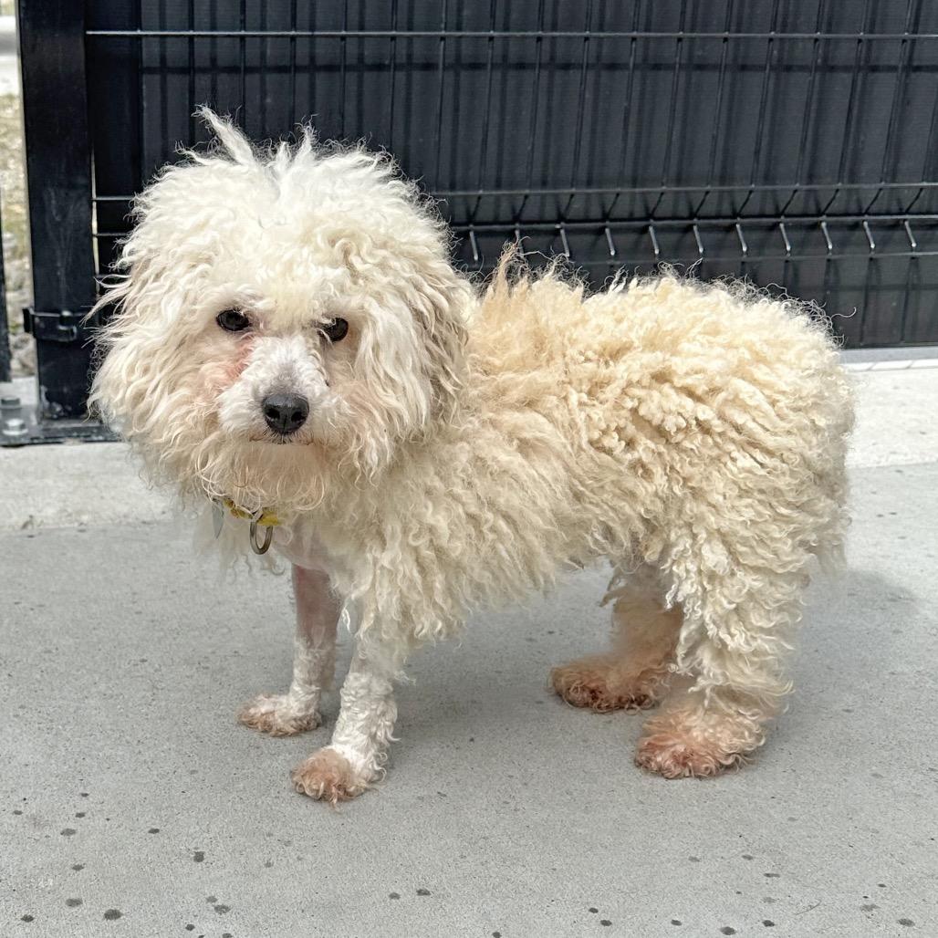 Enlarge Marshmallow, a Adoptable Mixed Breed in Hailey, ID image 2/5