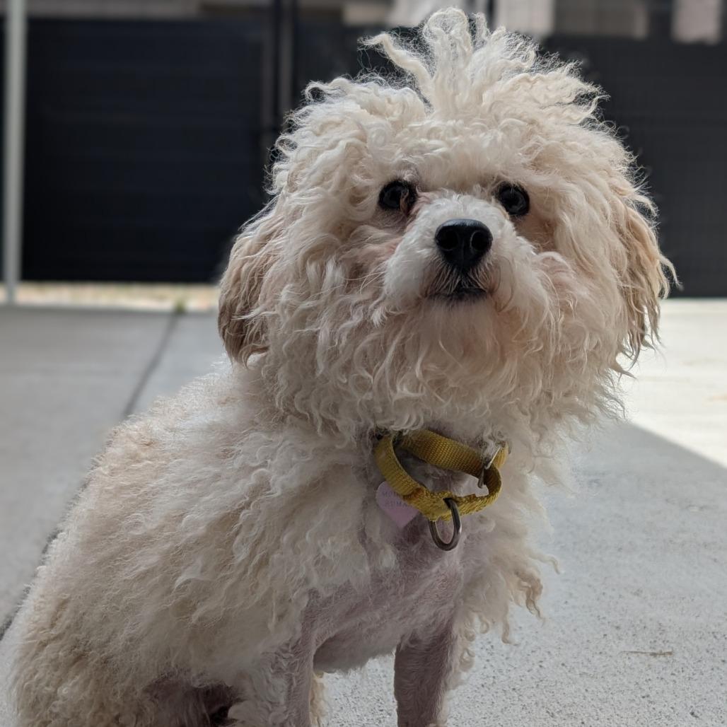 Enlarge Marshmallow, a Adoptable Mixed Breed in Hailey, ID image 3/5