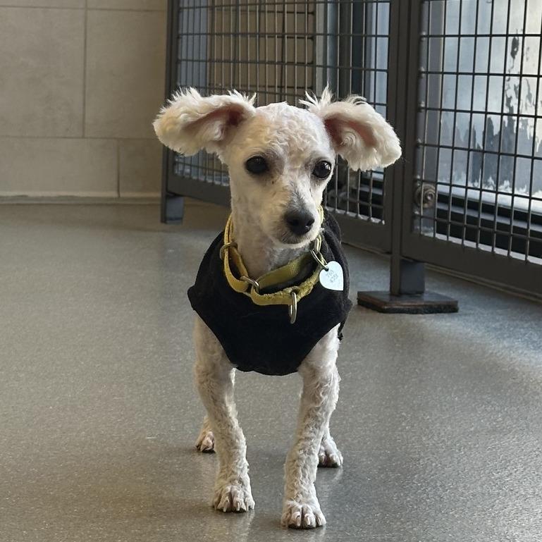 Marshmallow, a Adoptable Mixed Breed in Hailey, ID image 4/6