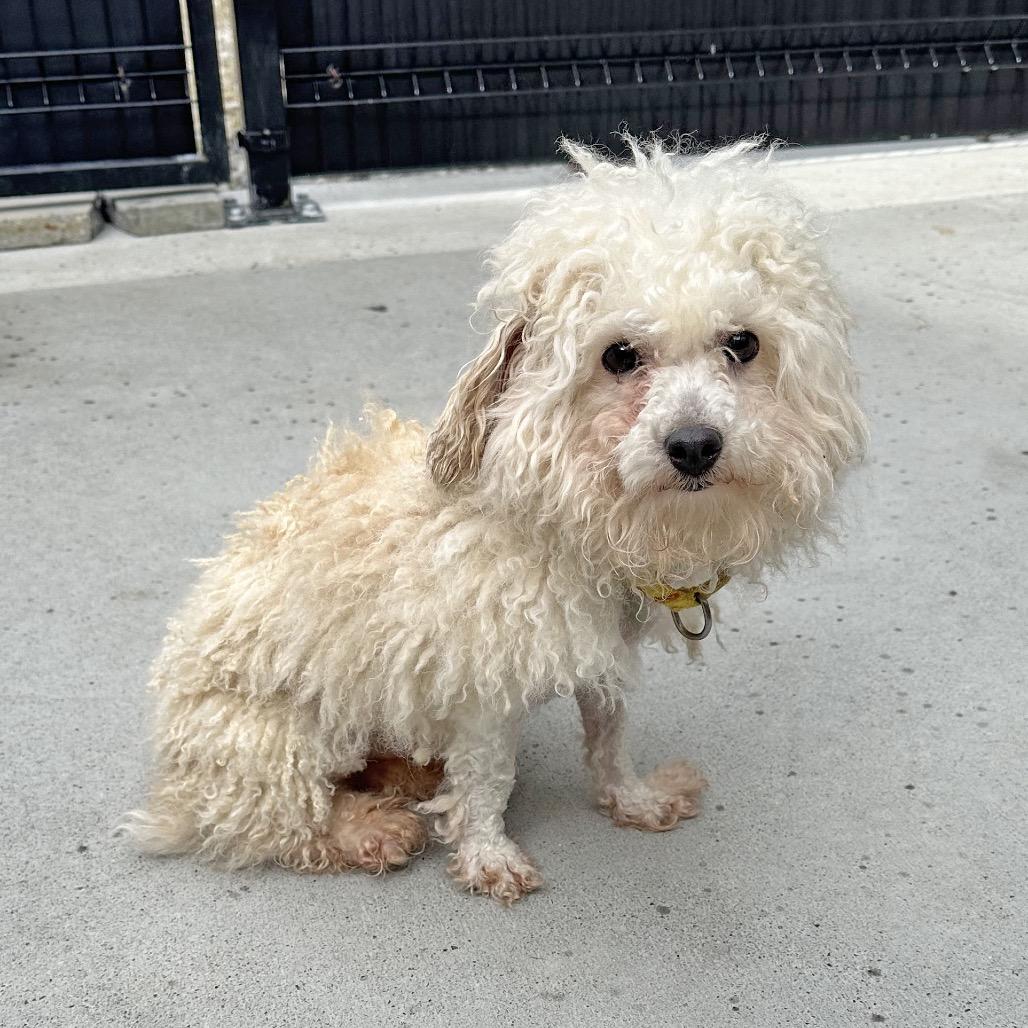 Enlarge Marshmallow, a Adoptable Mixed Breed in Hailey, ID image 4/5