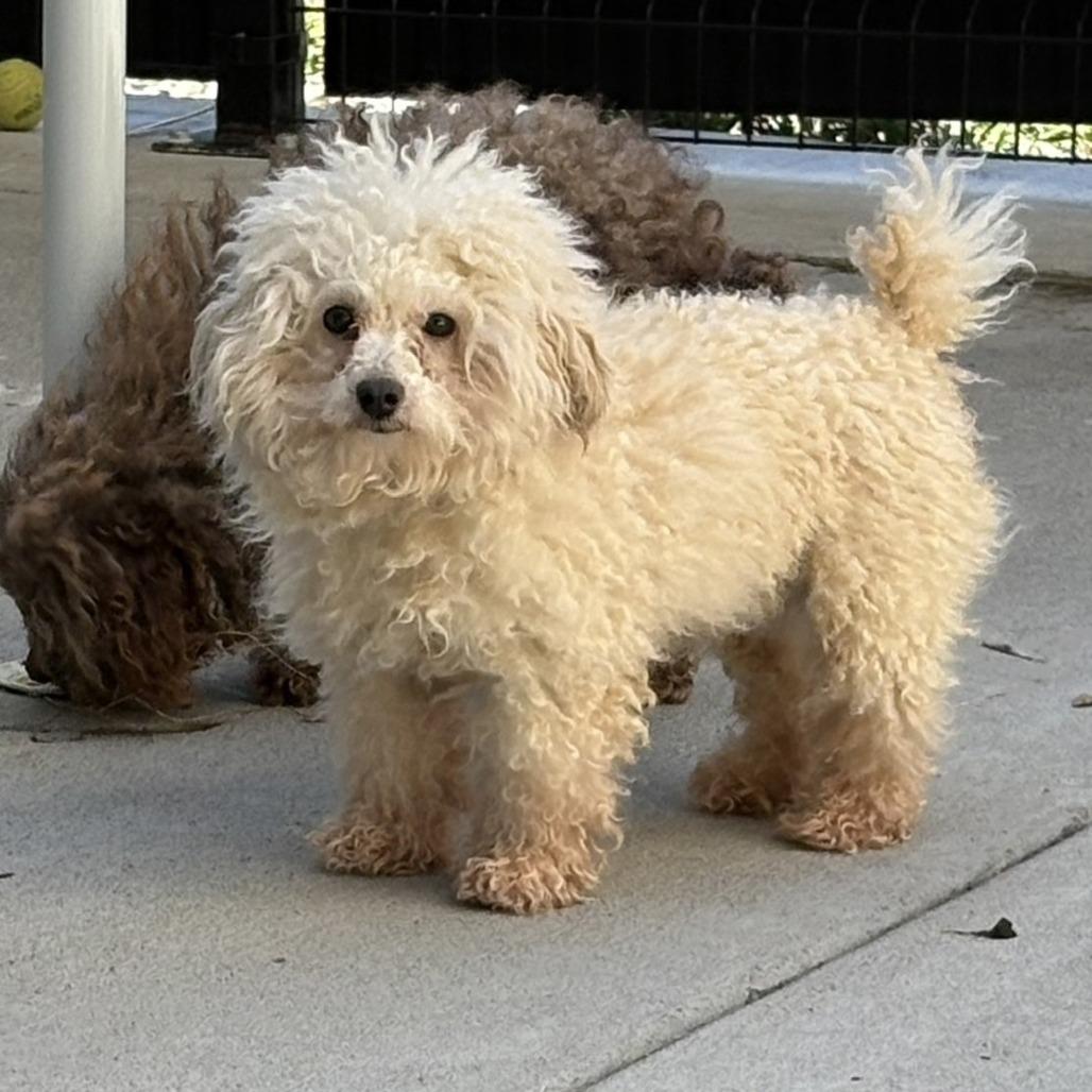 Enlarge Marshmallow, a Adoptable Mixed Breed in Hailey, ID image 5/5