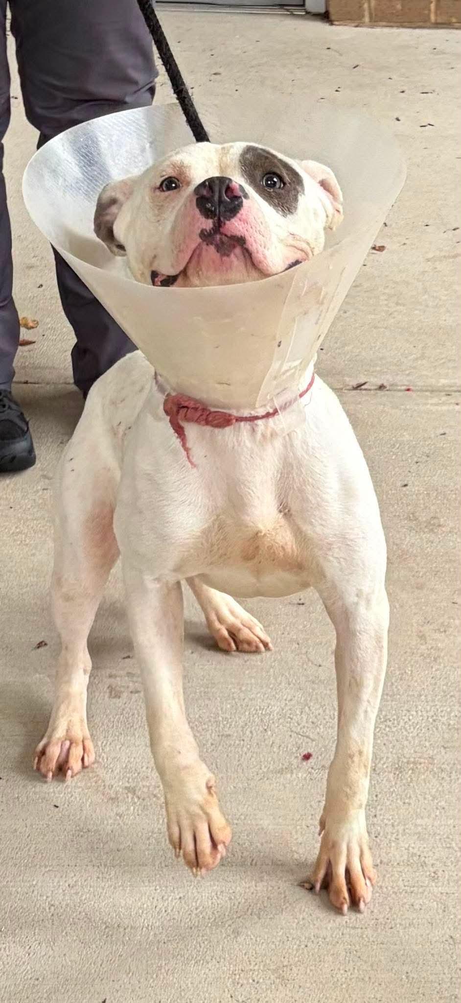 Enlarge Penny, an adopted mixed breed in Cumberland, RI image 2/2
