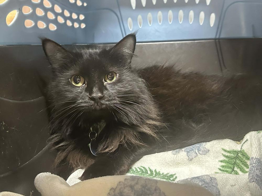 KiKi, a Adoptable mixed breed in Groveland, MA image 1/4