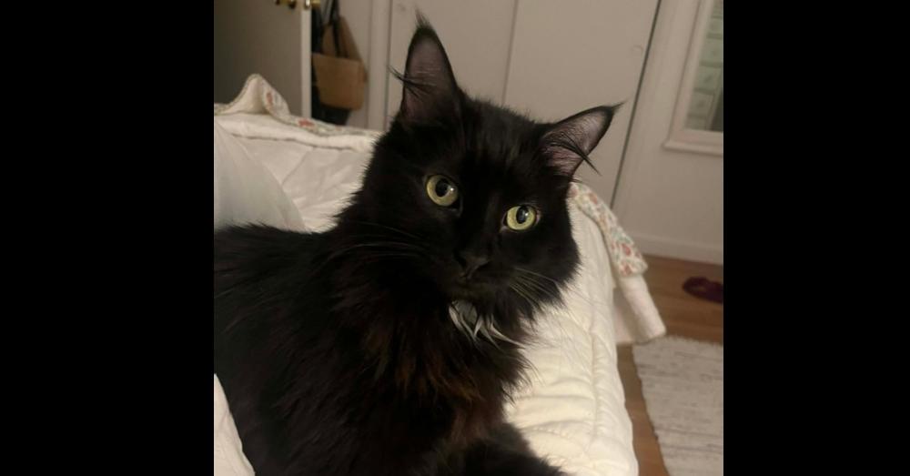 KiKi, a Adoptable mixed breed in Groveland, MA image 2/4