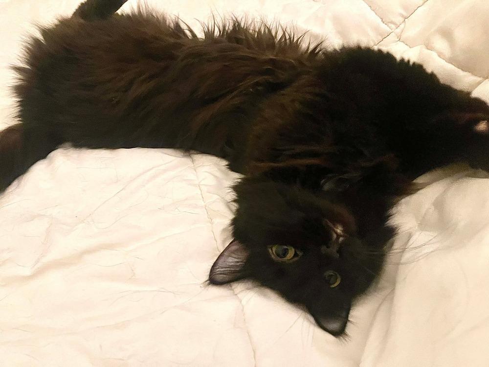 KiKi, a Adoptable mixed breed in Groveland, MA image 3/4