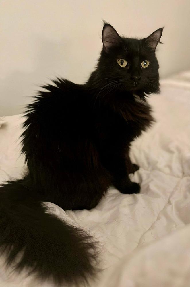 KiKi, a Adoptable mixed breed in Groveland, MA image 4/4