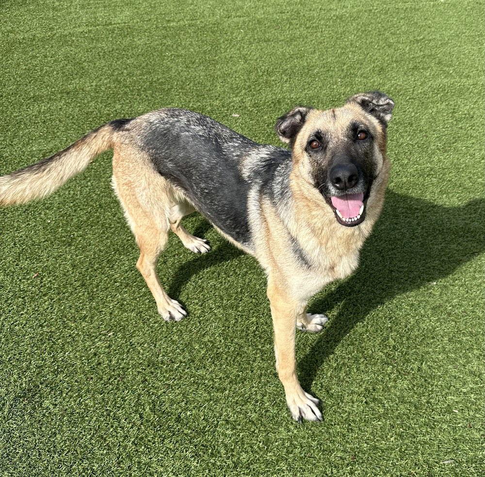 Cadence ~, Adoptable, Adult Female German Shepherd Dog.
