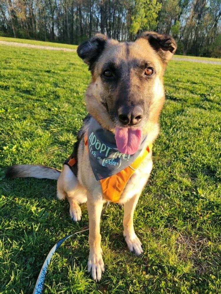 Cadence ~, a Adoptable German Shepherd Dog in Columbia, TN image 2/3