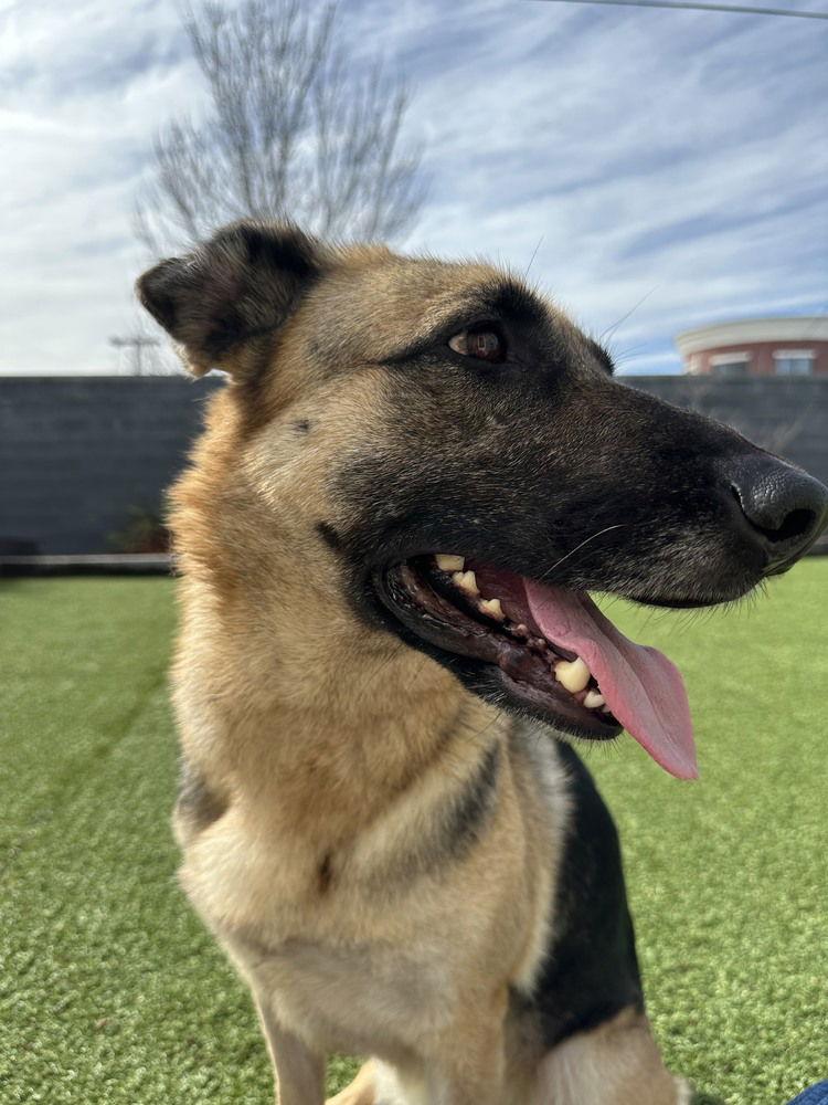 Cadence ~, a Adoptable German Shepherd Dog in Columbia, TN image 3/3