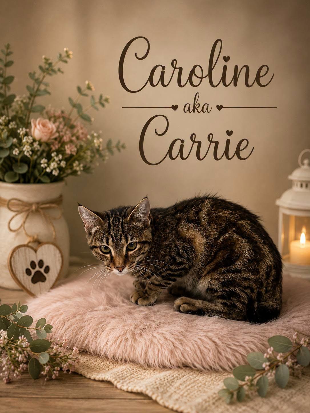 Caroline (Carrie), Adopted, Young Female American Bobtail.