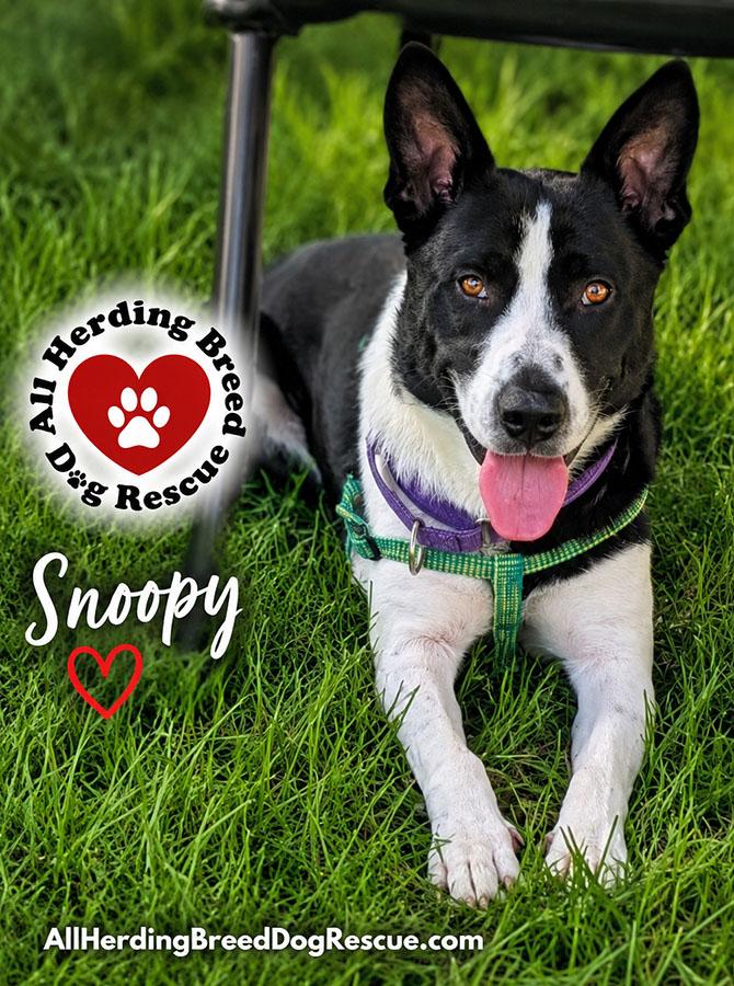 Snoopy, a ADOPTABLE mixed breed in Joliet, IL image 3/5