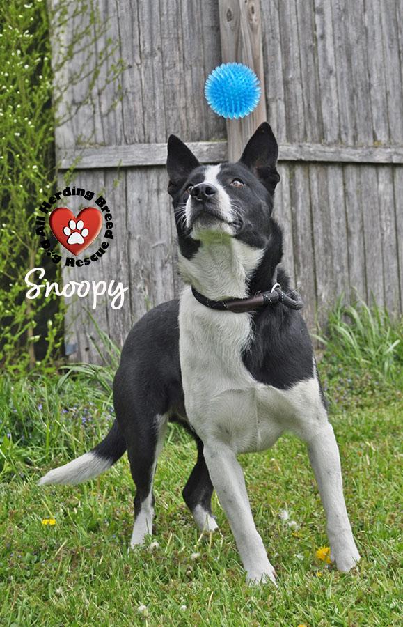 Enlarge Snoopy, a ADOPTABLE mixed breed in Joliet, IL image 1/4