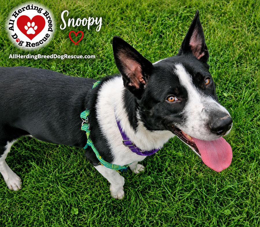 Snoopy, a ADOPTABLE mixed breed in Joliet, IL image 4/5