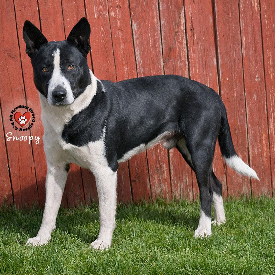 Enlarge Snoopy, a ADOPTABLE mixed breed in Joliet, IL image 3/3