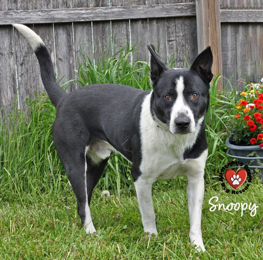 Enlarge Snoopy, a ADOPTABLE mixed breed in Joliet, IL image 3/4
