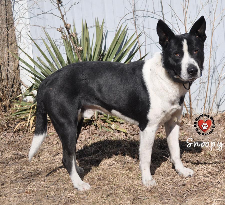 Snoopy, ADOPTABLE, Young Male Border Collie & Black Labrador Retriever.
