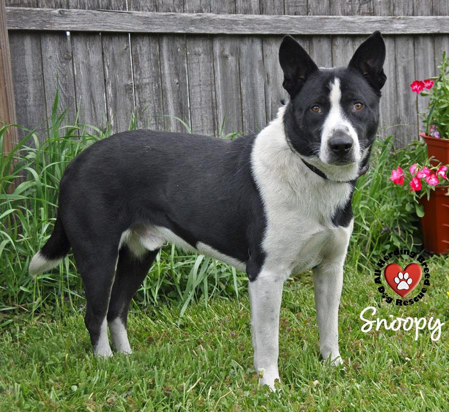 Enlarge Snoopy, a ADOPTABLE mixed breed in Joliet, IL image 4/4