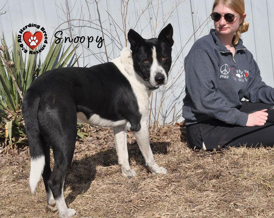 Enlarge Snoopy, a ADOPTABLE mixed breed in Joliet, IL image 2/3