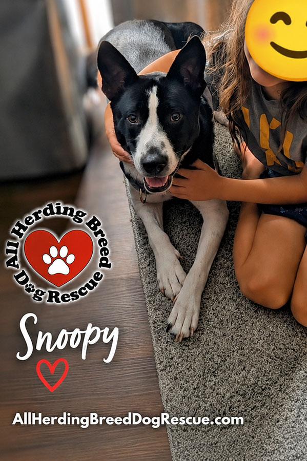 Snoopy, a ADOPTABLE mixed breed in Joliet, IL image 5/5