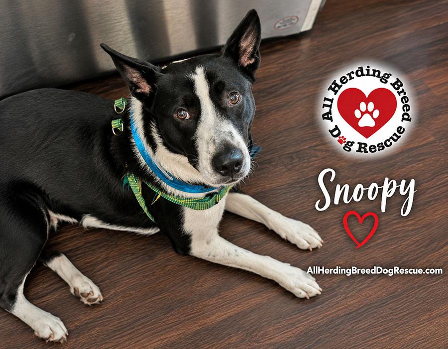 Snoopy, a ADOPTABLE mixed breed in Joliet, IL image 1/5