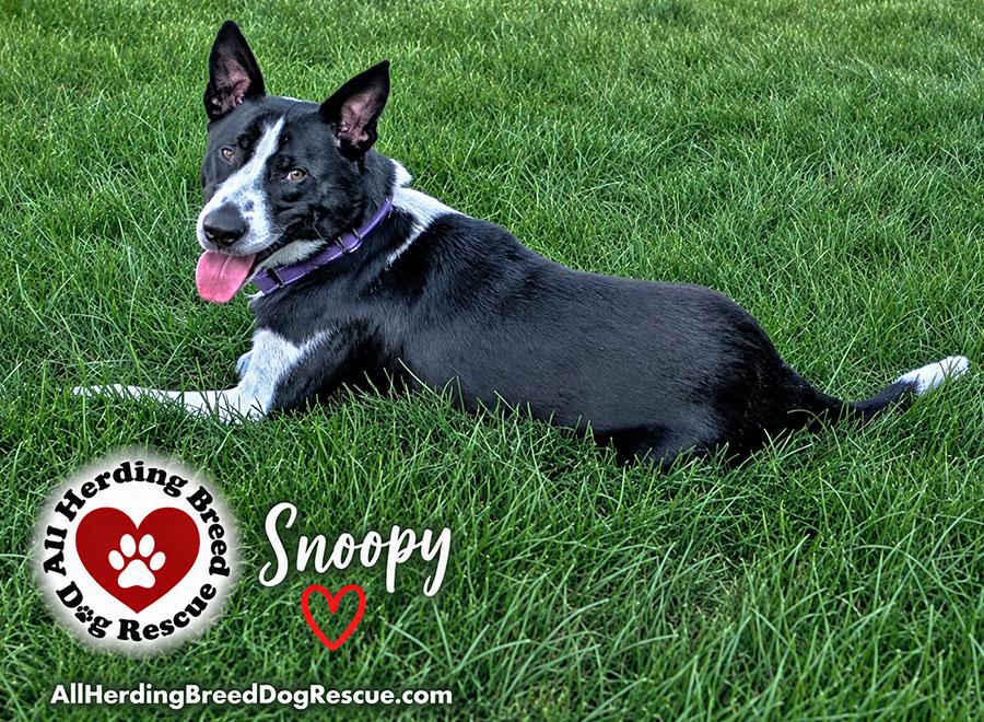 Snoopy, a ADOPTABLE mixed breed in Joliet, IL image 2/5