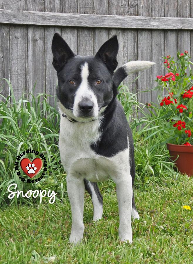 Enlarge Snoopy, a ADOPTABLE mixed breed in Joliet, IL image 2/4