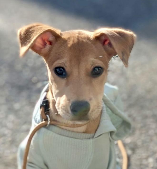Carol, Adoptable, Puppy Female Labrador Retriever.