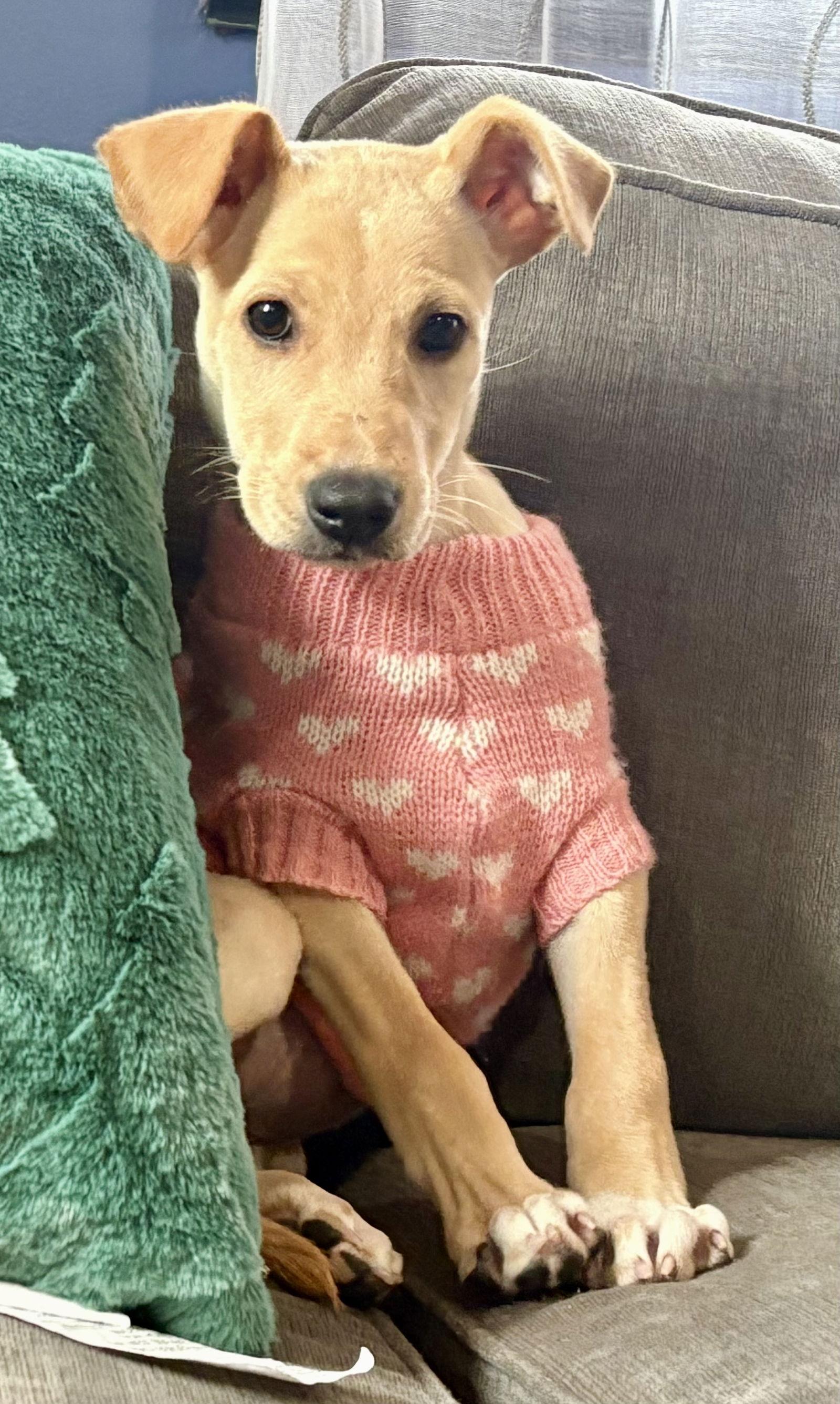 Enlarge Carol, a Adoptable Labrador Retriever in Lake Hopatcong, NJ image 2/3