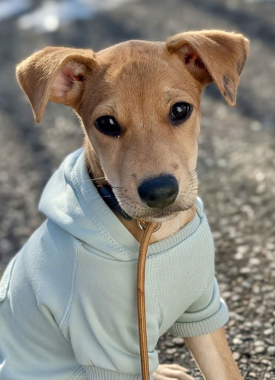 Enlarge Carol, a Adoptable Labrador Retriever in Lake Hopatcong, NJ image 3/3