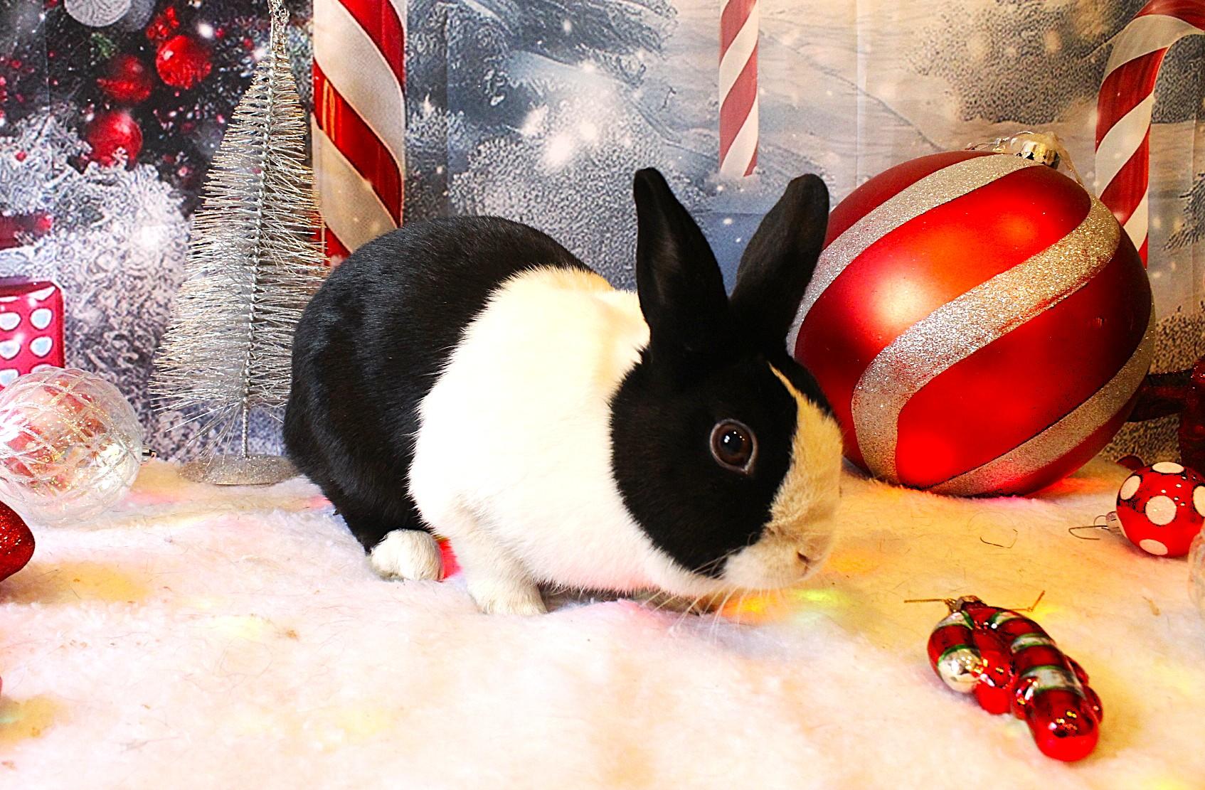 Florabelle, a ADOPTABLE Dutch in Hillside, NJ image 3/3