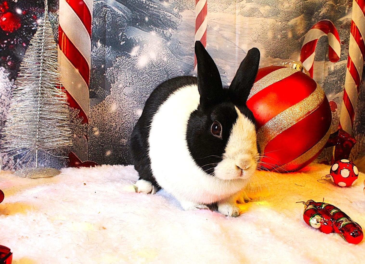 Florabelle, ADOPTABLE, Adult Female Dutch.