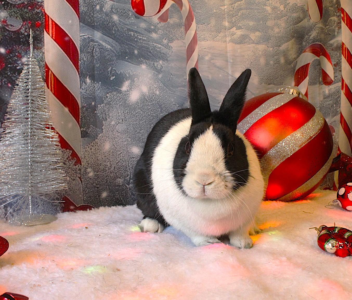 Florabelle, a ADOPTABLE Dutch in Hillside, NJ image 1/3