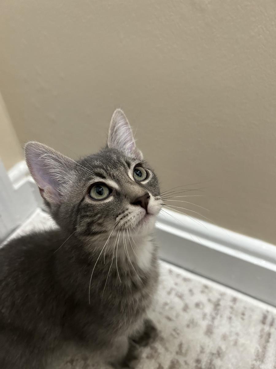 Enlarge Pip, a Adoptable Domestic Short Hair in Garwood, NJ image 1/1