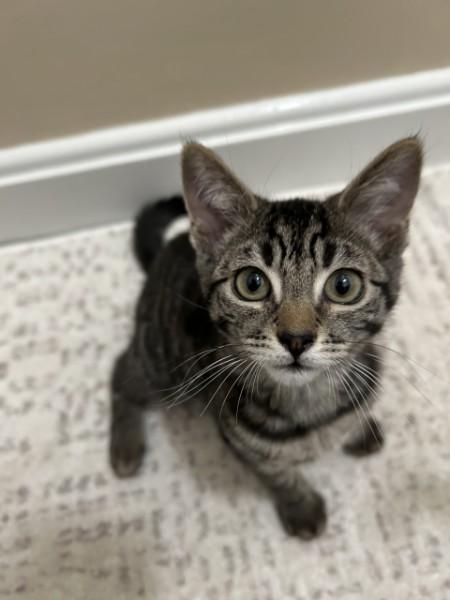 Enlarge Pip, a Adoptable Domestic Short Hair in Garwood, NJ image 2/3