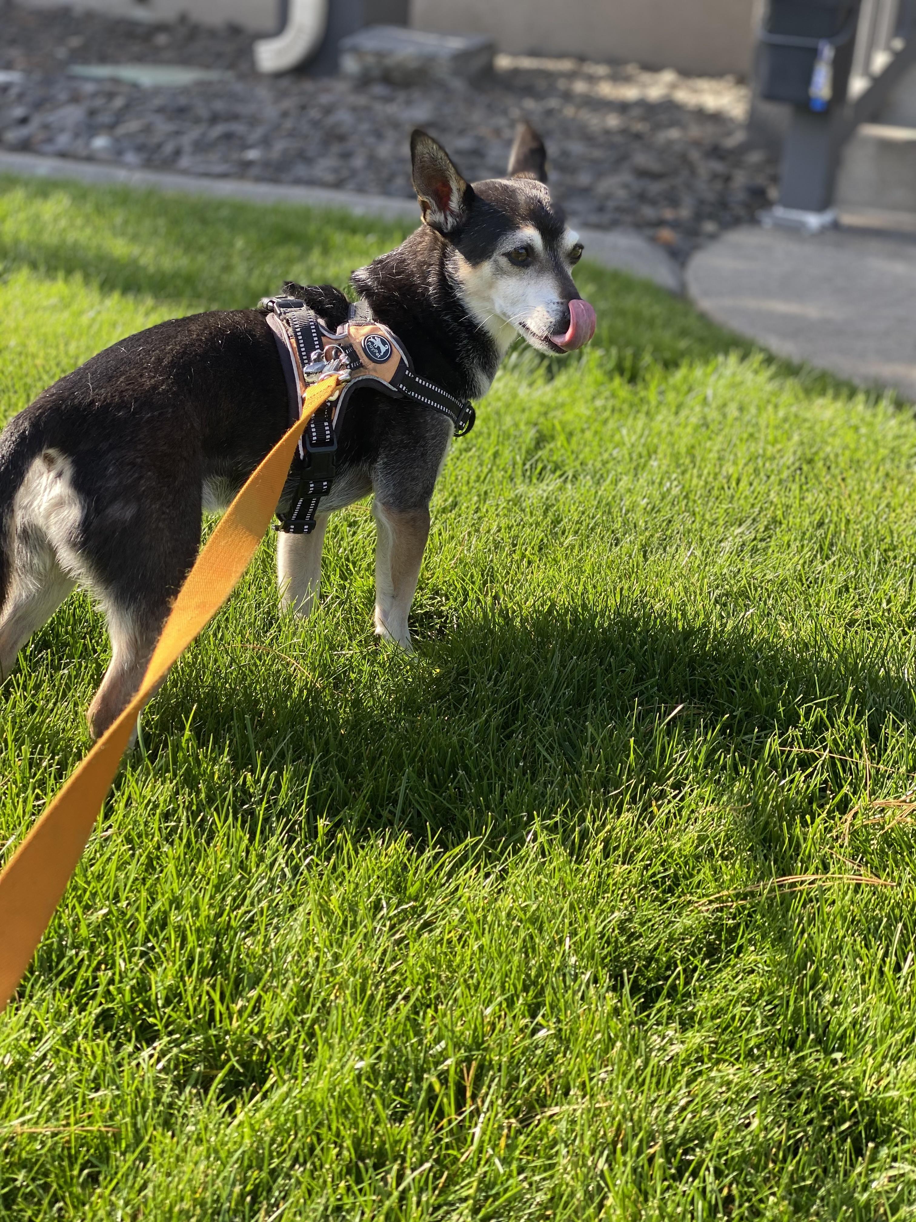 Enlarge Benny & Joon, a Adoptable mixed breed in Pasco, WA image 3/5