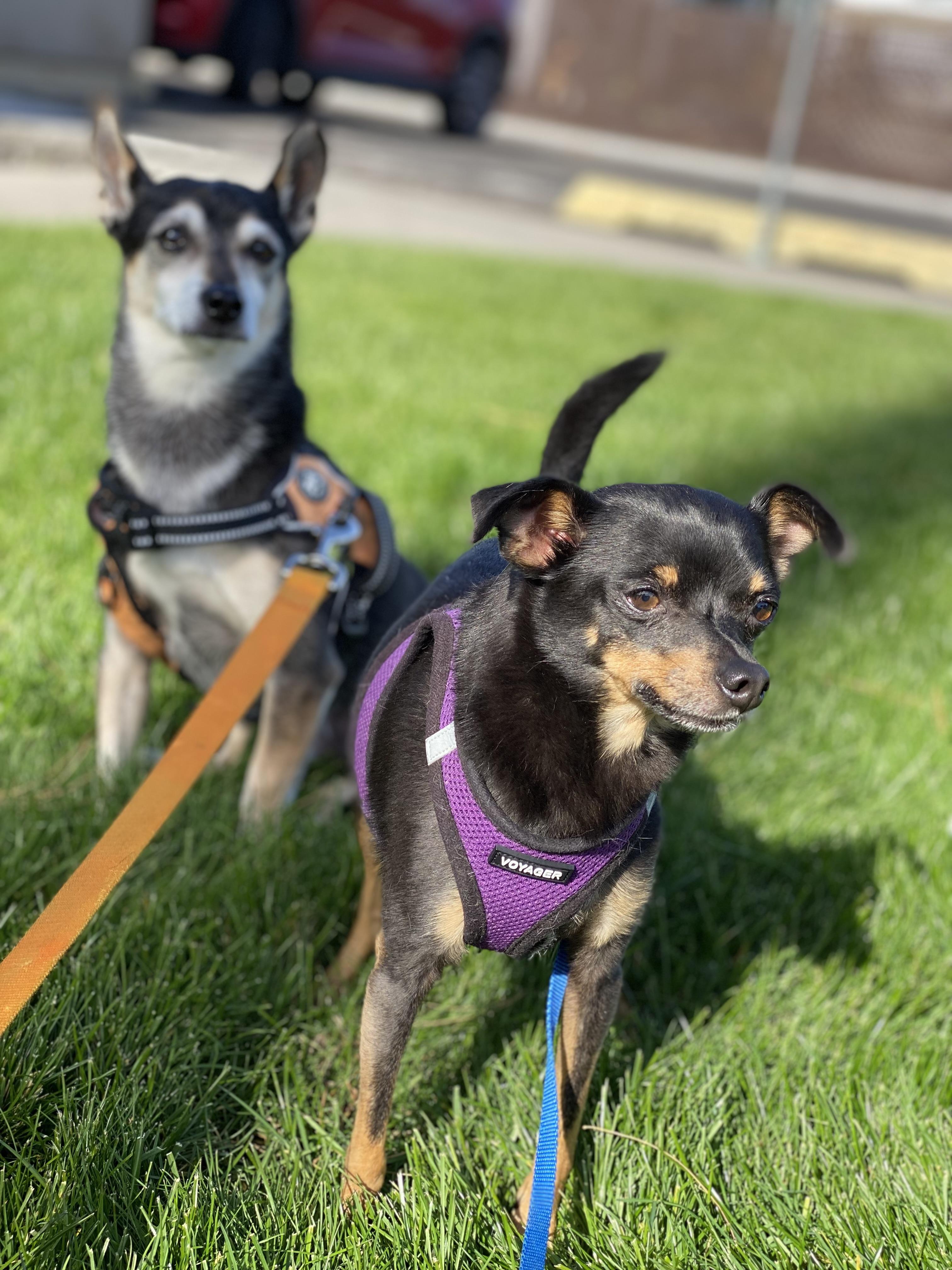Enlarge Benny & Joon, a Adoptable mixed breed in Pasco, WA image 1/5