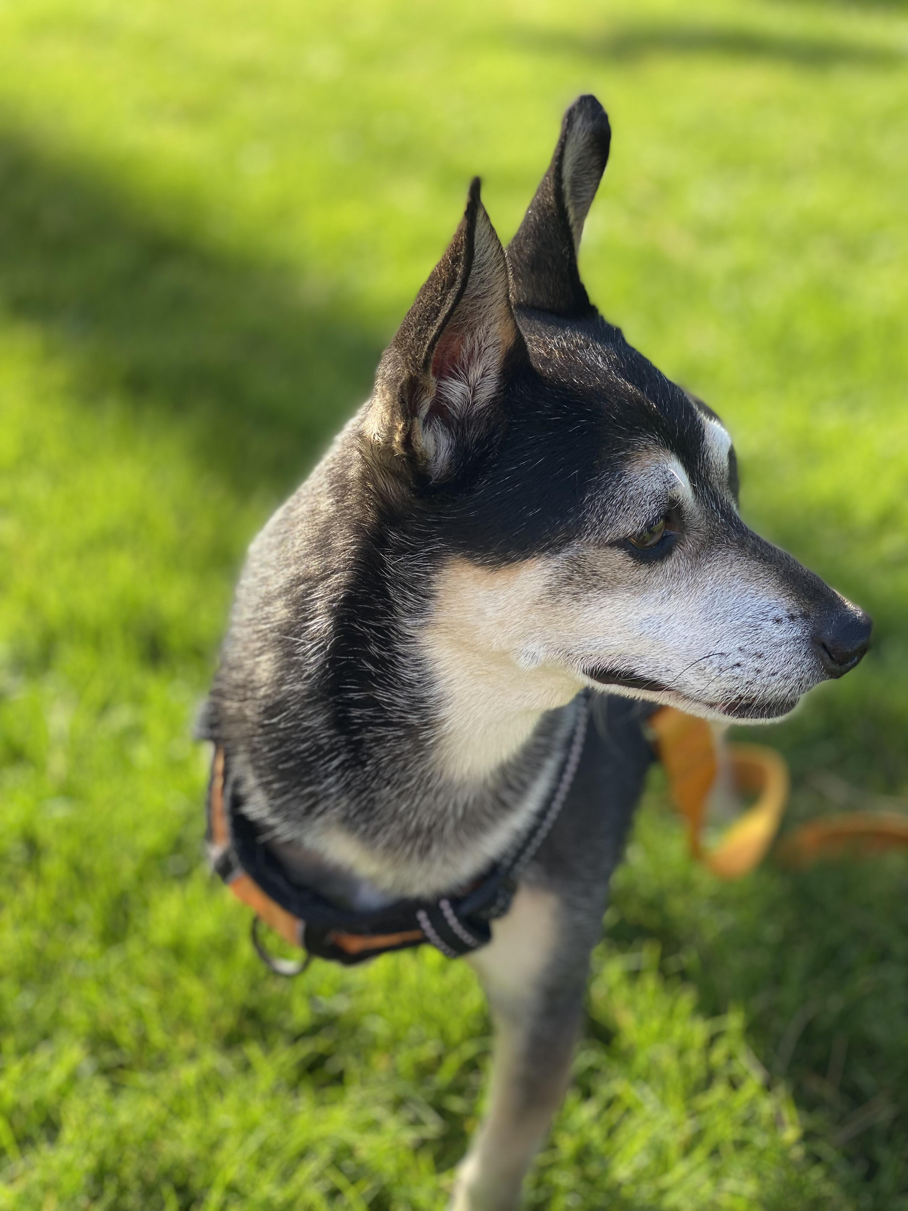 Enlarge Benny & Joon, a Adoptable mixed breed in Pasco, WA image 4/5