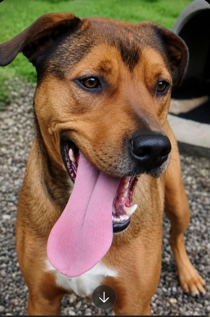 Enlarge Trixie, a Adoptable mixed breed in Saint Clairsville, OH image 1/2